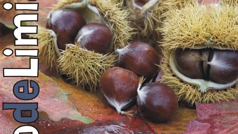 CARTEL MAGOSTO XINZO DE LIMIA 2016