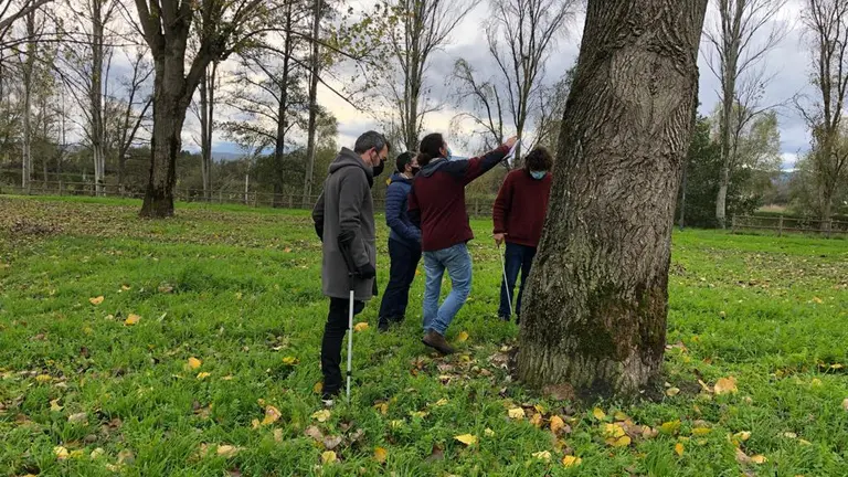 Revisi&oacute;n do estado dunha das &aacute;rbores